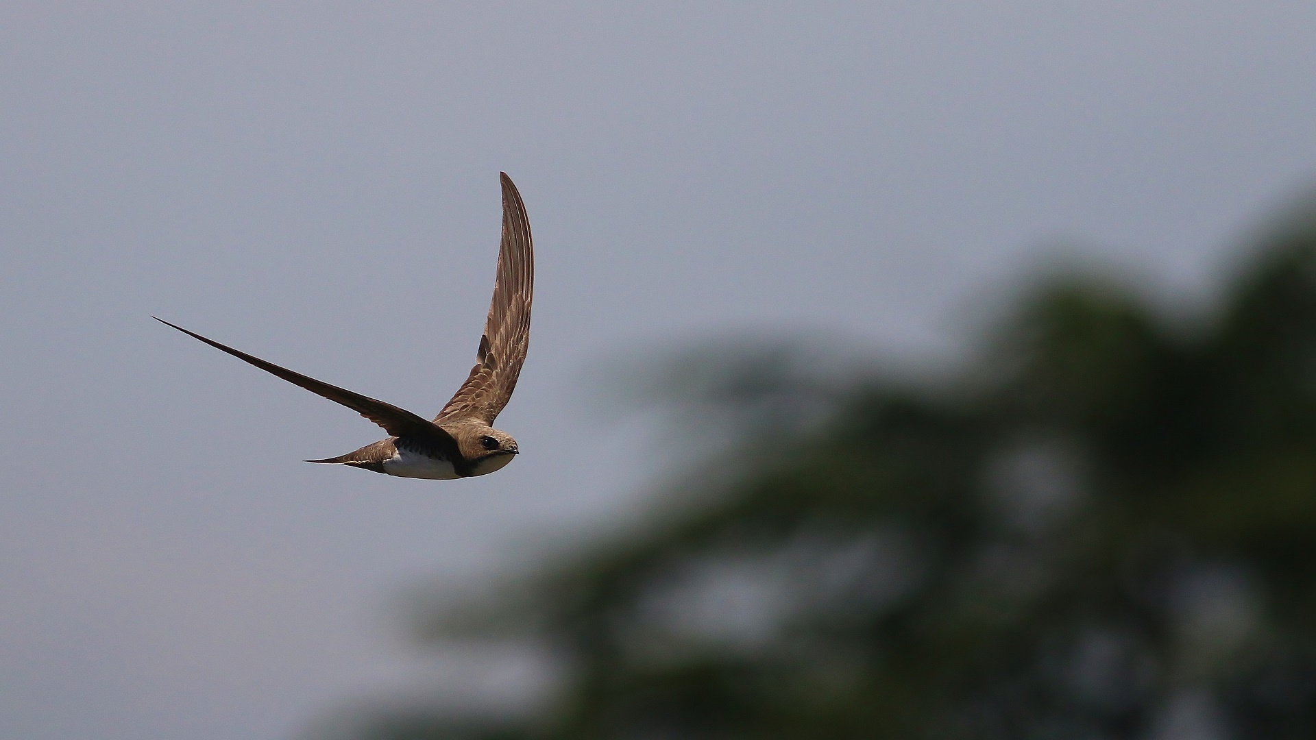 Alpine Swift